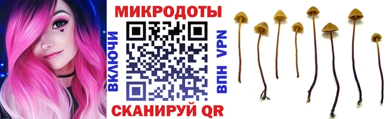 Галлюциногенные грибы Psilocybe Высоковск